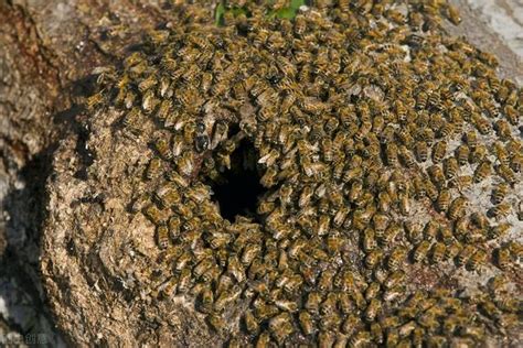 蜜蜂死在陽台風水|3种方法来把蜜蜂赶出家